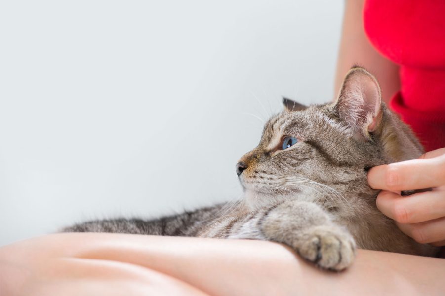 dermatologie-chat
