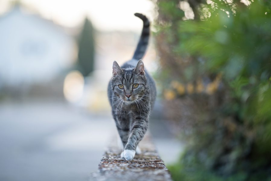 mon-chat-a-la-gale-est-ce-grave